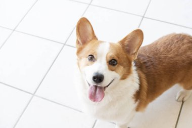 Pembroke Welsh Corgi 'nin portresi. Kameraya bakan köpeğin portresi.