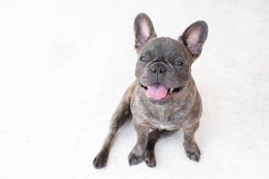 Beyaz arka planda izole edilmiş şirin gri bir Fransız bulldog portresi. Köpek kameraya bakıyor. Uzayı kopyala Hayvan bakımı