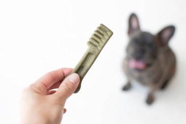 Köpek diş bakımı konsepti. Köpekler için diş tedavisi. Köpek ürünleri. Hayvan bakımı. Bir köpeğe ikram ediyorum.