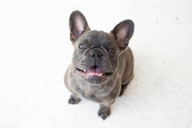 Beyaz arka planda izole edilmiş şirin gri bir Fransız bulldog portresi. Köpek kameraya bakıyor. Uzayı kopyala Hayvan bakımı