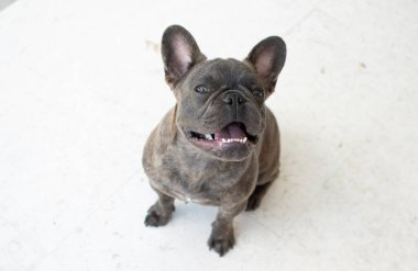 Beyaz arka planda izole edilmiş şirin gri bir Fransız bulldog portresi. Köpek kameraya bakıyor. Uzayı kopyala Hayvan bakımı