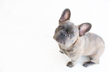 Beyaz arka planda izole edilmiş şirin gri bir Fransız bulldog portresi. Köpek kameraya bakıyor. Uzayı kopyala Hayvan bakımı