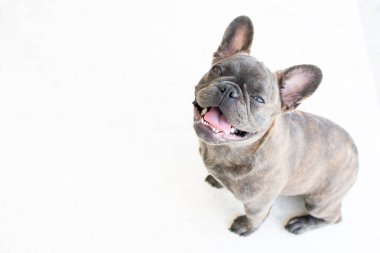 Beyaz arka planda izole edilmiş şirin gri bir Fransız bulldog portresi. Köpek kameraya bakıyor. Uzayı kopyala Hayvan bakımı
