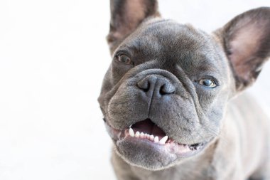 Beyaz arka planda izole edilmiş şirin gri bir Fransız bulldog portresi. Köpek kameraya bakıyor. Uzayı kopyala Hayvan bakımı