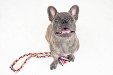 Tatlı Fransız Bulldog beyaz arka planda izole edilmiş bir iple oynamaya hazır. Köpek kameraya bakıyor ve oynamak istiyor..