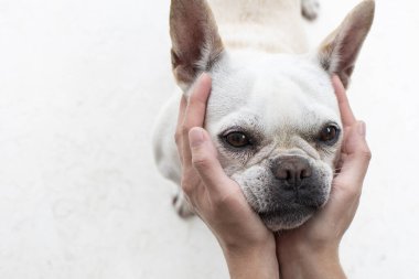 Köpek suratlı insan elleri. Komik köpek suratı. Köpek ve insanın dostluğu..