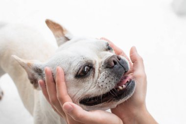 Köpek suratlı insan elleri. Komik köpek suratı. Köpek ve insanın dostluğu..