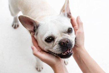 Köpek suratlı insan elleri. Komik köpek suratı. Köpek ve insanın dostluğu..