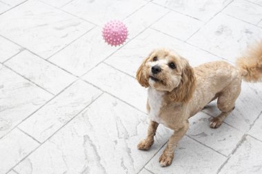 Köpek pembe bir topla oynuyor. Hareket halindeki bir köpek. Oyuncu köpek. Köpek bakımı konsepti. Yüksek kaliteli fotoğraf.