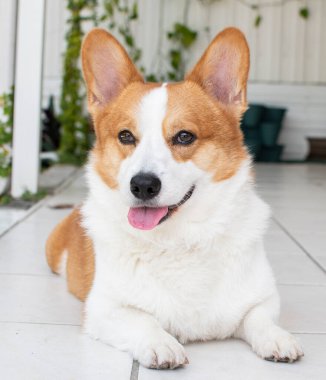 Pembroke Welsh Corgi 'nin portresi. Kameraya bakan köpeğin portresi.