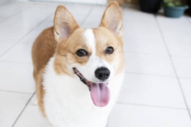 Pembroke Welsh Corgi 'nin portresi. Kameraya bakan köpeğin portresi.