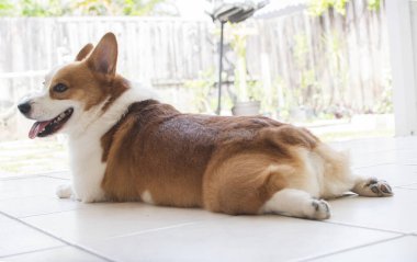 Komik Pembroke Welsh Corgi arka planda yatıyor. Cardigan köpeği uzanmış arka ayakları ile yatar. Komik köpek.