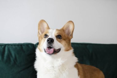 Yeşil kanepede oturan muhteşem safkan Galli Pembroke Corgi köpeği portresi.