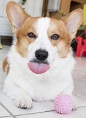 Komik bir Galli Pembroke Corgi 'nin portresi kameraya bakarak dilini dışarı çıkarıyor. Oyuncaklı köpek.
