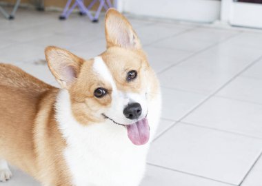 Pembroke Welsh Corgi 'nin portresi. Köpek portresi kameraya bakıyor, dili dışarıda.