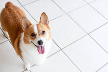 Pembroke Welsh Corgi 'nin portresi. Köpek portresi kameraya bakıyor, dili dışarıda.