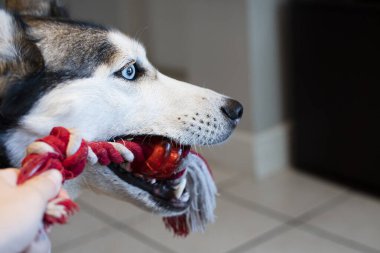 Köpekle oynuyordum. Sibirya Husky 'si çekiştirip duruyor. Köpek Oyuncak ve Halat Çekme Oyunu. Köpek ısırma ipi.