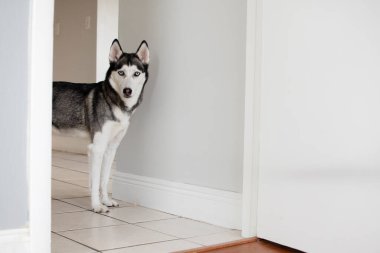 Köpekle oynuyordum. Sibirya Husky 'si çekiştirip duruyor. Köpek Oyuncak ve Halat Çekme Oyunu. Köpek ısırma ipi.