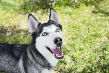 Köpekle oynuyordum. Sibirya Husky 'si çekiştirip duruyor. Köpek Oyuncak ve Halat Çekme Oyunu. Köpek ısırma ipi.