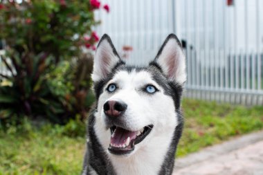 Köpekle oynuyordum. Sibirya Husky 'si çekiştirip duruyor. Köpek Oyuncak ve Halat Çekme Oyunu. Köpek ısırma ipi.