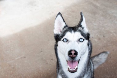 Köpekle oynuyordum. Sibirya Husky 'si çekiştirip duruyor. Köpek Oyuncak ve Halat Çekme Oyunu. Köpek ısırma ipi.