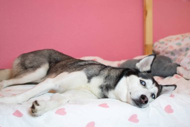 Sibirya Husky 'si çocuk odasında bir yatakta uyuyor.