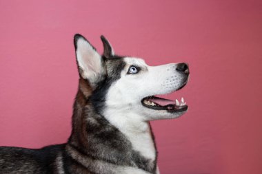 Pembe arka planda Sibirya Husky köpeğinin portresi