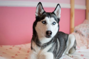 Pembe arka planda Sibirya Husky köpeğinin portresi