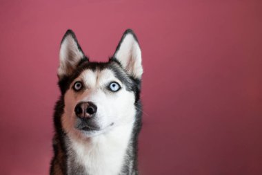 Pembe arka planda Sibirya Husky köpeğinin portresi
