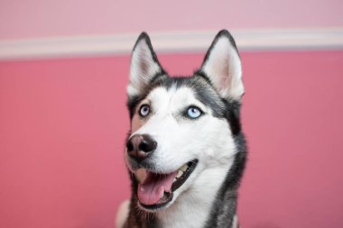 Portrait of Siberian Husky dog on the pink background clipart