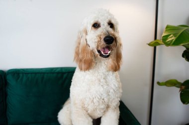 Yeşil kadife koltukta oturan dev beyaz bir köpeğin portresi. Yüksek kaliteli fotoğraf.