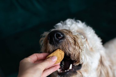 İnsan eli bir köpeğe ikram ediyor. Altın karalama, sahibinden bisküvi alıyor. Köpek kartı onaylıyor. Boşluğu kopyala