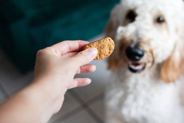 Bir insan eli bir köpeğe ikram ediyor. Altın karalama, sahibinden bisküvi alıyor. Köpek kartı konsepti. Boşluğu kopyala