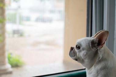 Tatlı beyaz bir Fransız Bulldog pencerenin yanında oturuyor efendinin eve dönmesini bekliyor. Özlemişim seni. Mağaza sahibini bekleyen üzgün bir köpek. Boşluğu kopyala