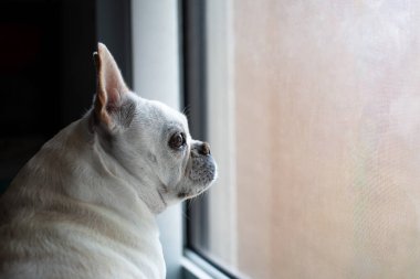 Tatlı beyaz bir Fransız Bulldog pencerenin yanında oturuyor efendinin eve dönmesini bekliyor. Özlemişim seni. Mağaza sahibini bekleyen üzgün bir köpek. Boşluğu kopyala
