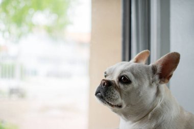 Tatlı beyaz bir Fransız Bulldog pencerenin yanında oturuyor efendinin eve dönmesini bekliyor. Özlemişim seni. Mağaza sahibini bekleyen üzgün bir köpek. Boşluğu kopyala