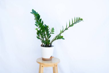 Ahşap bir taburede, temiz beyaz bir arkaplan üzerinde beyaz bir seramik kapta, içinde Zamioculcas zamiifolia (Zamiocas zamiifolia) bulunan minimalist kapalı bitki dekoru. Modern ev için şık, az bakım gerektiren ev bitkisi