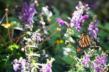 Güneş ışınlarında mor bir çiçekte güzel bir kral kelebeği. Huzurlu ve rahat doğa resmi. Polenatör bahçesi. Uzayı kopyala Yaz sahnesi