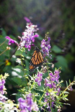 Güneş ışınlarında mor bir çiçekte güzel bir kral kelebeği. Huzurlu ve rahat doğa resmi. Polenatör bahçesi. Uzayı kopyala Yaz sahnesi