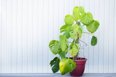 Geniş çimentolu yaprakları açık dikey duvarlara dayanan, modern ev dekorunu, tropikal yeşilliği ve şık kentsel orman iç estetiğini sembolize eden, kaplanmış canavar bitkisi..