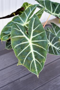 Beyaz modern dikey panel duvarına karşı ahşap güvertede bulunan Alocasia yapraklı ev bitkisinin yakın çekimi. Ev ya da ofis dekorasyonu için damarlı yaprakları olan tropikal bitki örtüsü.
