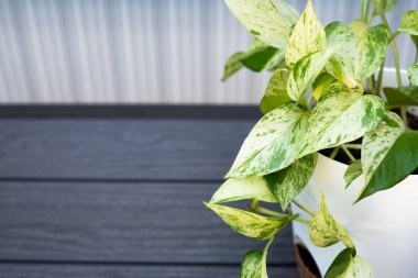 Altın Pothos bitkisi, çeşitli yeşil ve sarı yapraklarla beyaz tencerede, modern koyu ahşap yüzeye yerleştirilmiş, yumuşak doğal ışıklandırma ve dikey çizgili duvar zeminiyle. Kar Kraliçesi.