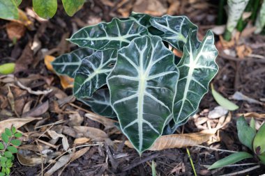 Alocasia Polly bitkisinin, tropik bahçe toprağında büyüyen koyu yeşil yaprakları ve açık damarları olan yakın çekimi. Botanik, bahçe ya da doğa temalı görseller için dekoratif egzotik yeşillik.