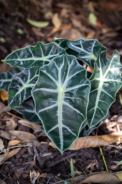 Alocasia Polly bitkisinin, tropik bahçe toprağında büyüyen koyu yeşil yaprakları ve açık damarları olan yakın çekimi. Botanik, bahçe ya da doğa temalı görseller için dekoratif egzotik yeşillik.