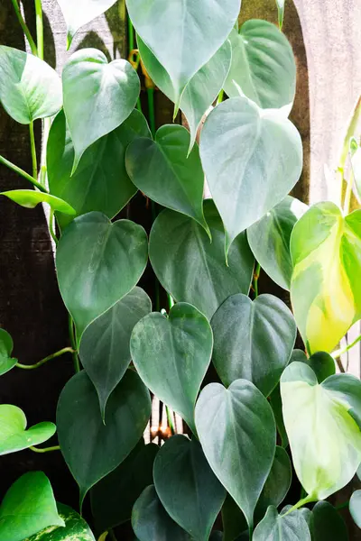 Yeşillik Philodendron hederaceum yapraklarının dikey fotoğrafı kalp şekilli ve doğal çeşitlilikte yeşil tonlarda, ahşap bir çite karşı büyüyor. Güneş ışığı yeşilliğin dokusunu ve gradyanlarını vurgular.