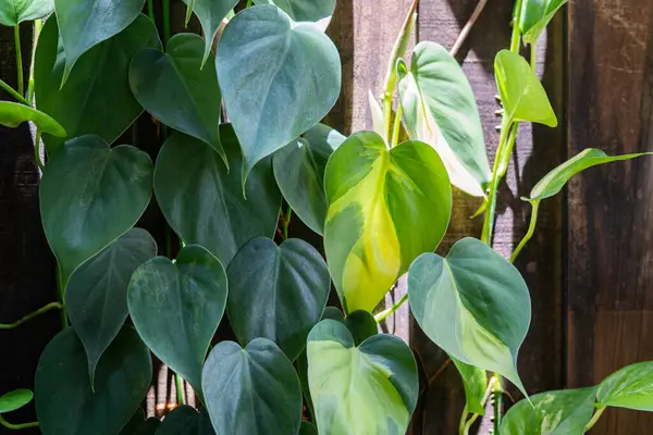 Yeşillik Philodendron hederaceum yapraklarının yakın çekimi kalp şekilli ve yeşil tonlarda doğal çeşitliliğe sahip, ahşap bir çite karşı büyüyor. Güneş ışığı yeşilliğin dokusunu ve gradyanlarını vurgular.