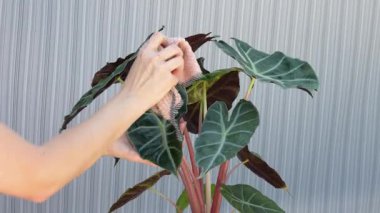 Bir kadının Alocasia Afrika Maske Bitkisi 'ni tozu çıkarmak için bez parçasıyla nazikçe silerken çekilmiş yakın çekim videosu. Ev içi bitki bakımı, doğal temizlik, bitki bakımı ve evde yaşayan yeşil.