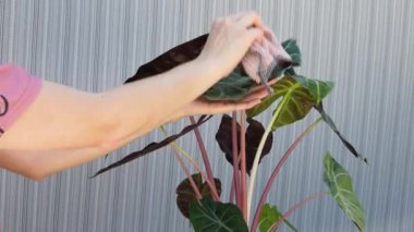 Kadın Temizleme Alocasia Bitkisi Evde Bitki Bakımı, Kumaşla Doğal Yaprak Tozu, Ev İçi Yeşil Yapraklar, Caladium Yaprak Bakım Rutini. Yüksek kalite 4k