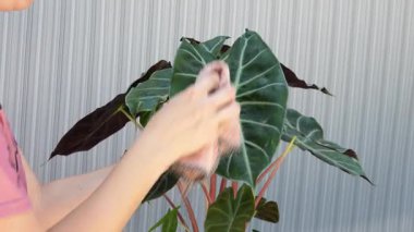 Kadın Temizleme Alocasia Bitkisi Evde Bitki Bakımı, Kumaşla Doğal Yaprak Tozu, Ev İçi Yeşil Yapraklar, Caladium Yaprak Bakım Rutini. Yüksek kalite 4k