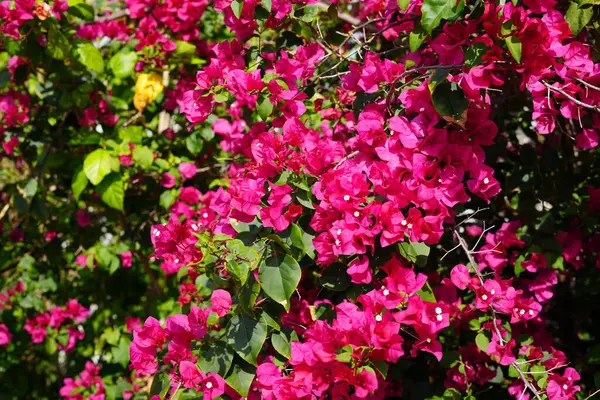 Güneşli bir günde canlı pembe Bougainvillea Çiçekleri, bereketli tropikal bahçe bitkisi, doğa, seyahat ve botanik konseptler için renkli çiçek arkaplanı. Ortadoğu seyahati
